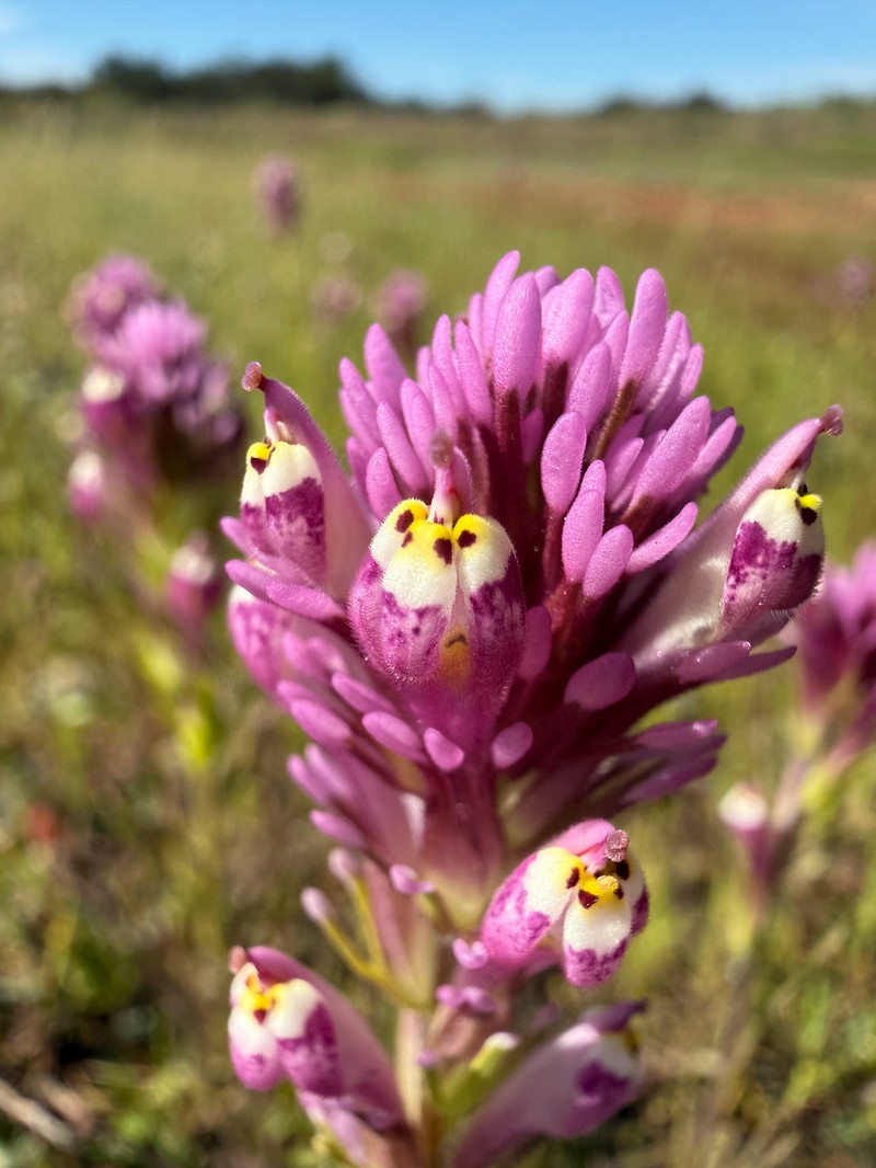 Castilleja densiflora var. gracilis photo 2