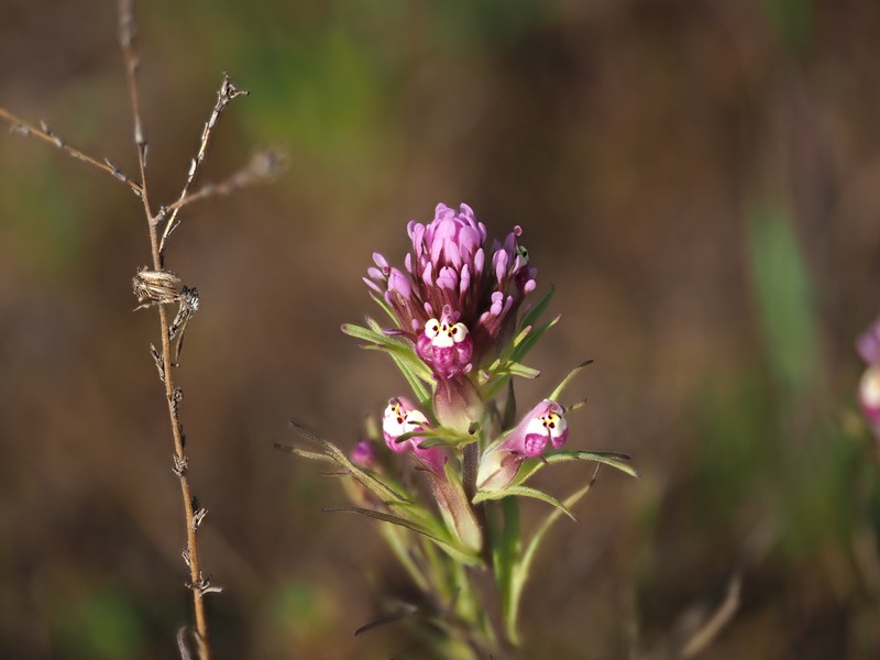 Castilleja densiflora var. gracilis photo 3