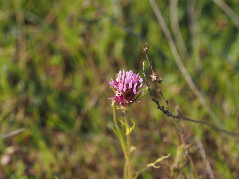 Castilleja densiflora var. gracilis photo 4
