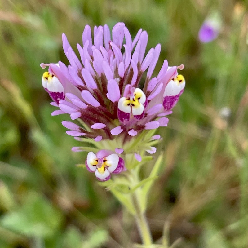 Castilleja densiflora var. gracilis photo 5