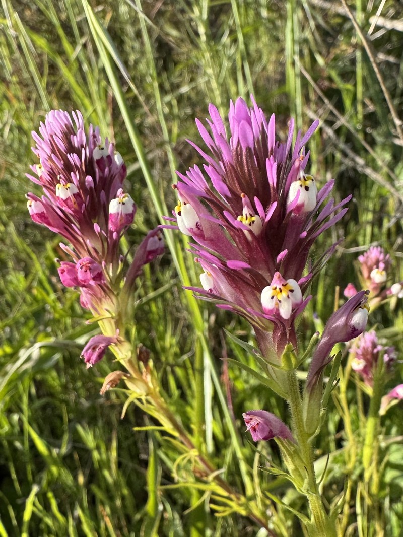 Castilleja densiflora var. gracilis photo 6