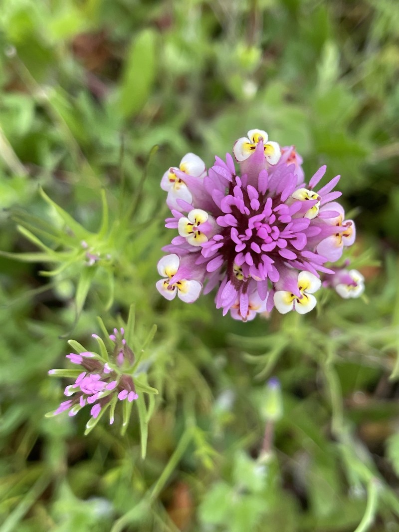 Castilleja densiflora var. gracilis photo 7
