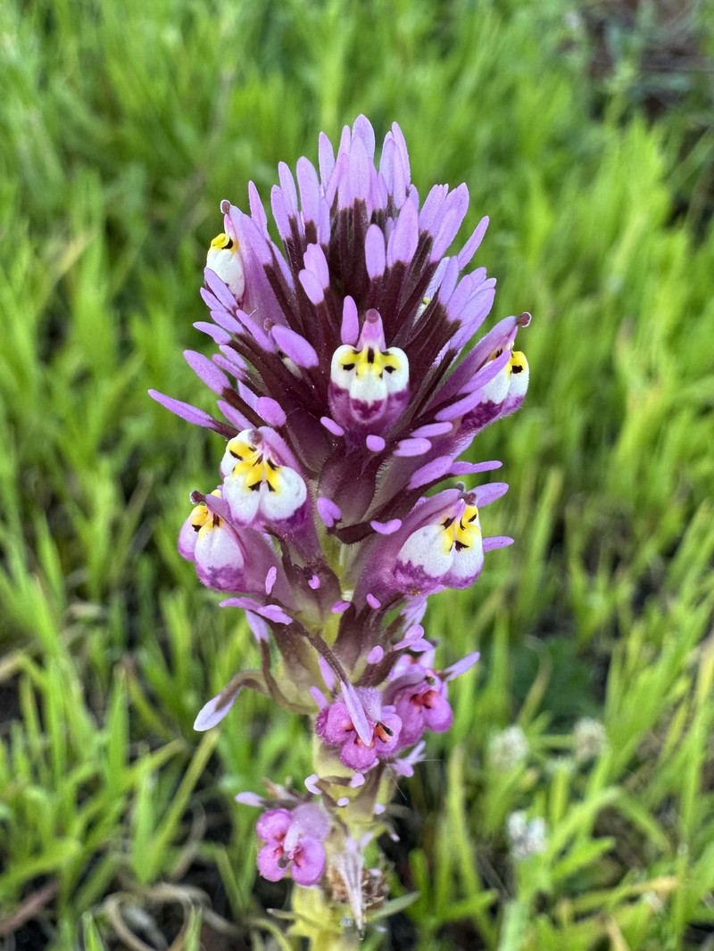 Castilleja densiflora var. gracilis photo 8