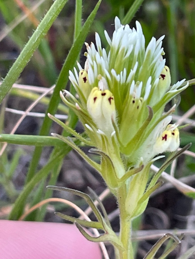 Castilleja densiflora var. obispoensis