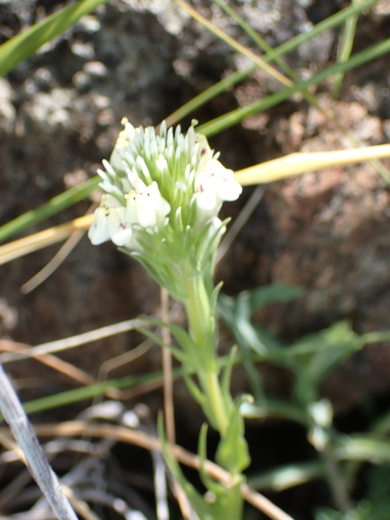 Castilleja densiflora var. obispoensis photo 2