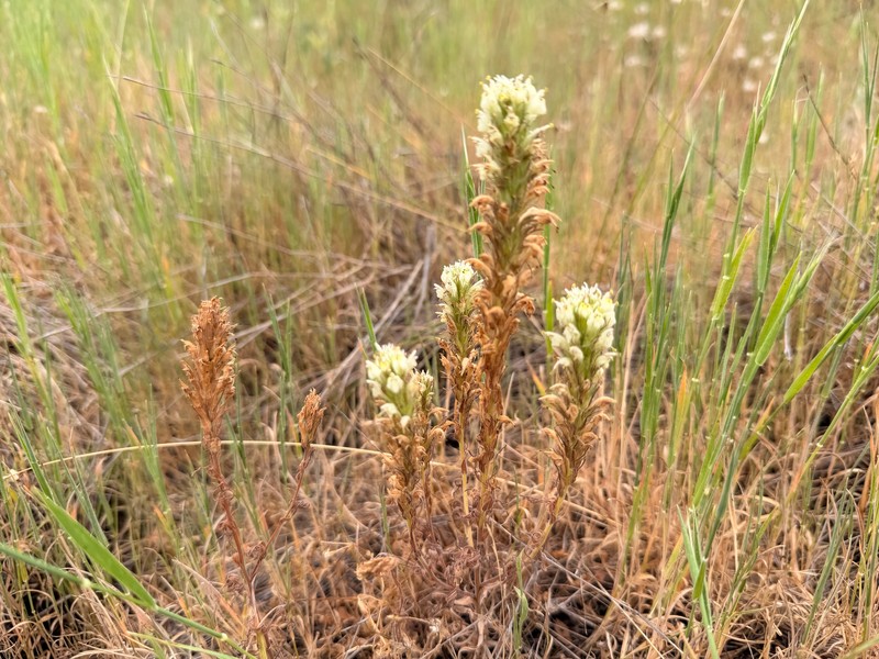 Castilleja densiflora var. obispoensis photo 3
