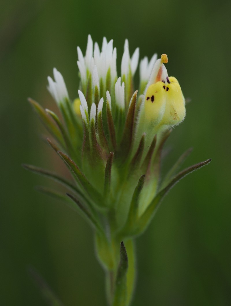 Castilleja densiflora var. obispoensis photo 4