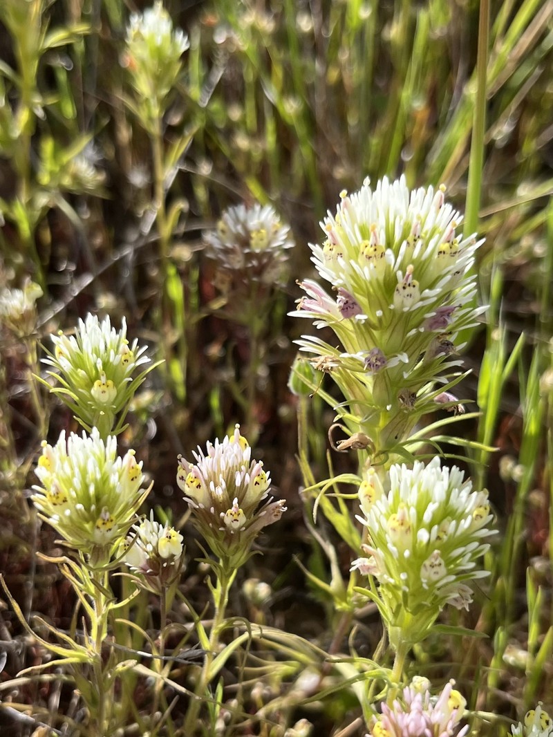 Castilleja densiflora var. obispoensis photo 6