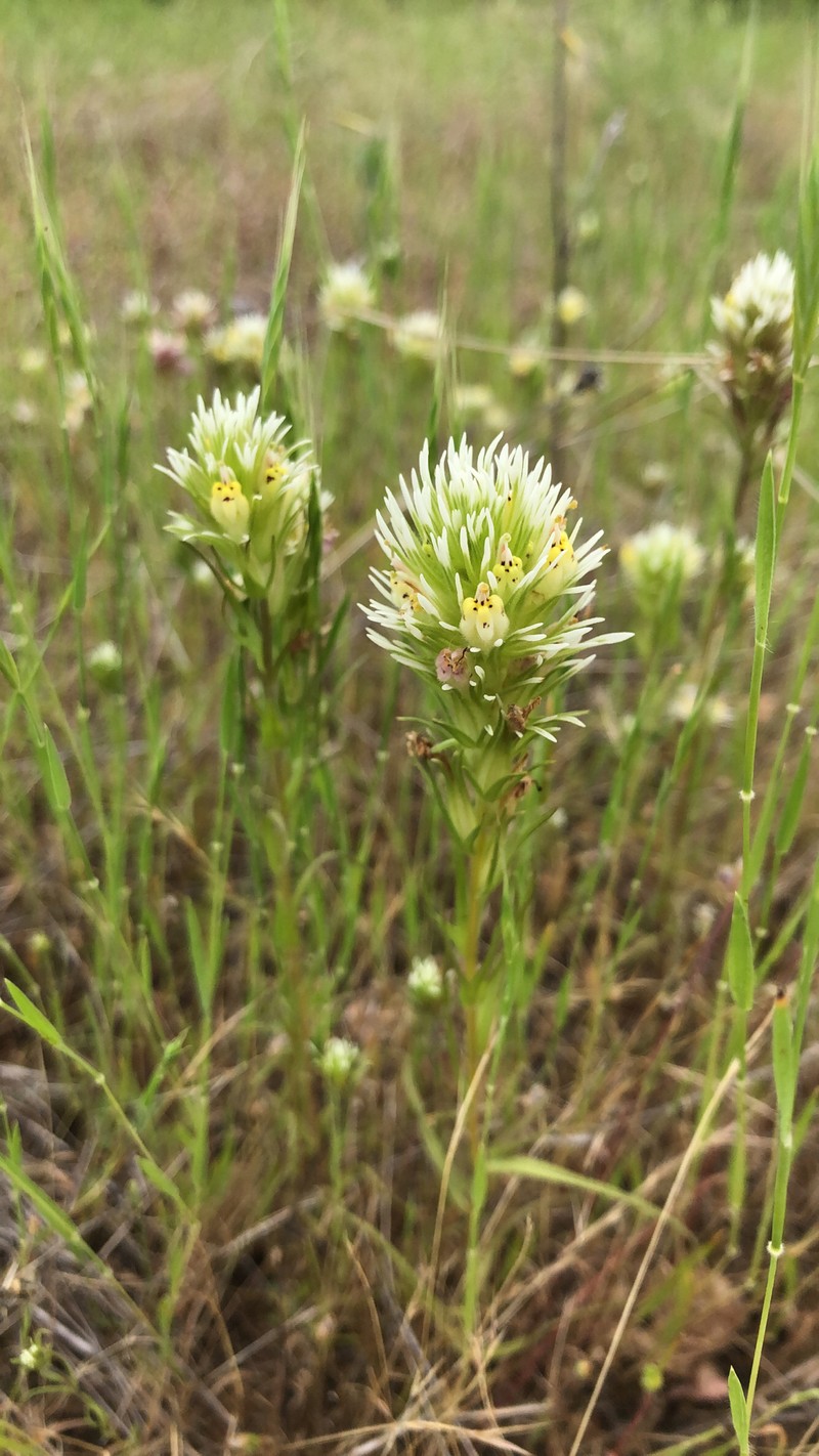 Castilleja densiflora var. obispoensis photo 7
