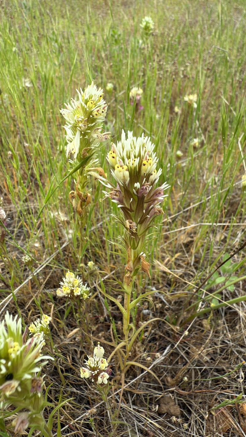 Castilleja densiflora var. obispoensis photo 8