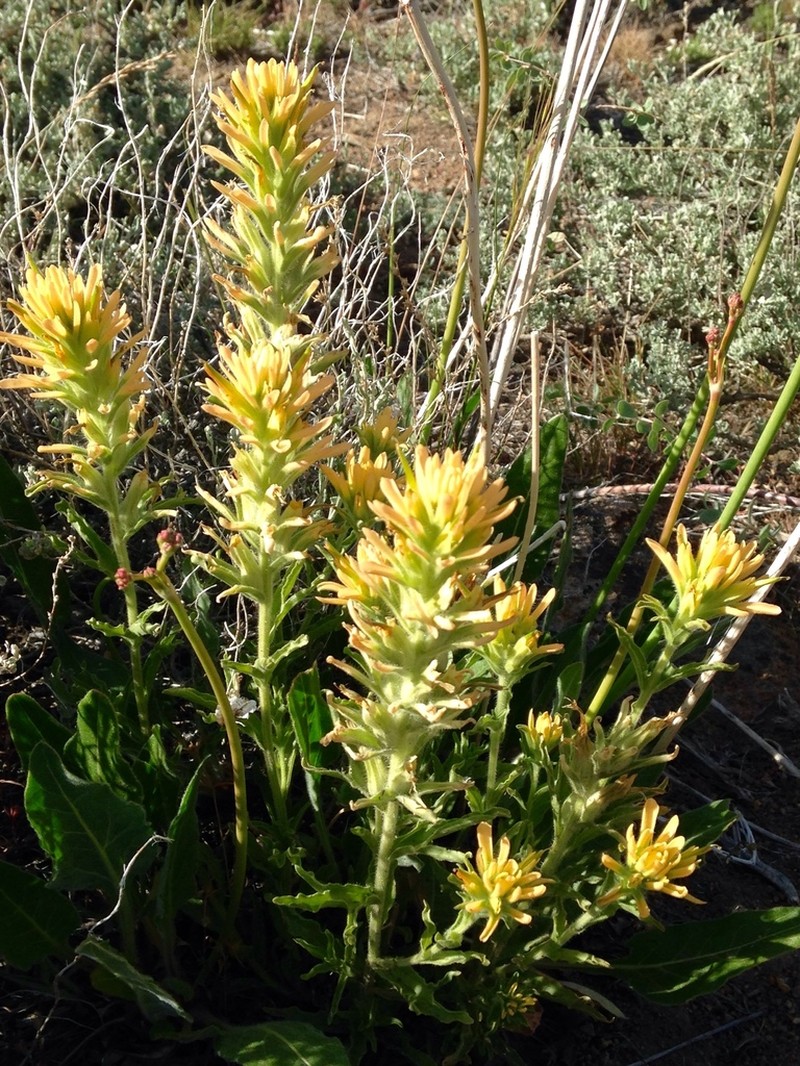 Mt. Hamilton Indian Paintbrush
