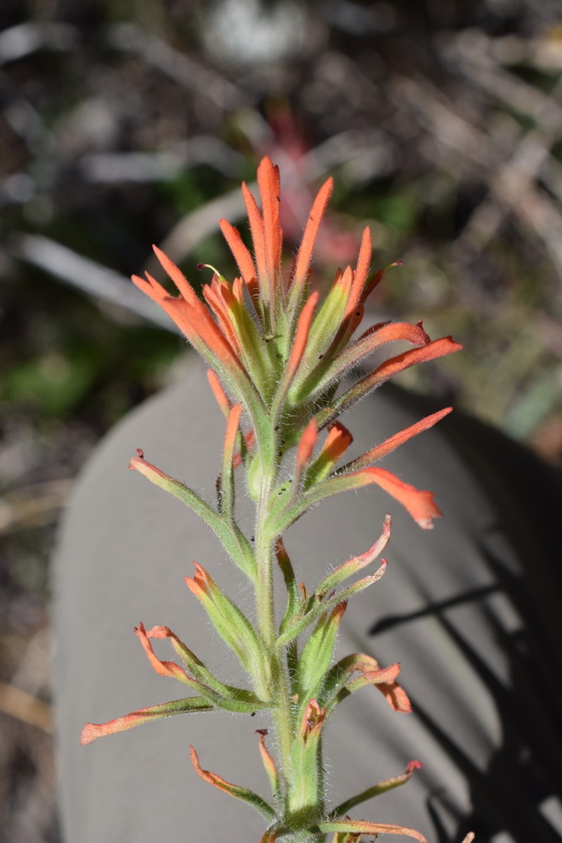 Mt. Hamilton Indian Paintbrush photo 2