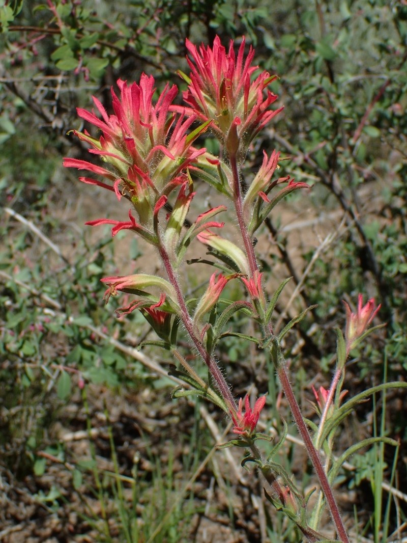 Mt. Hamilton Indian Paintbrush photo 3