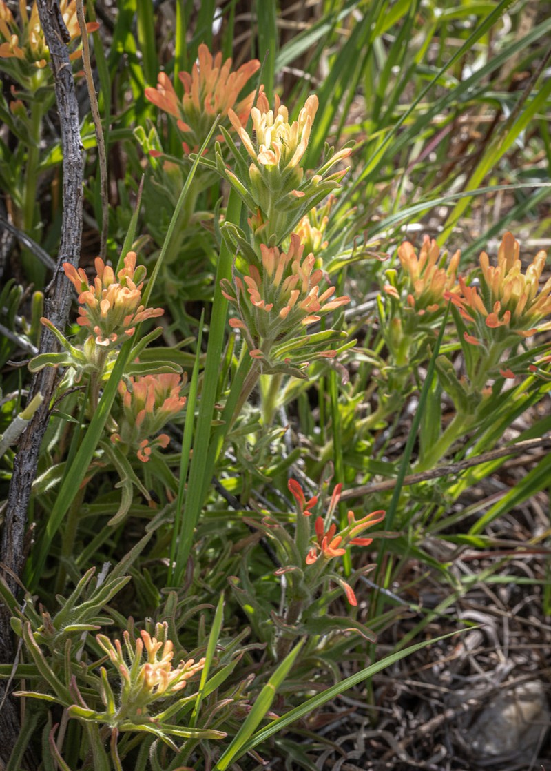 Mt. Hamilton Indian Paintbrush photo 4