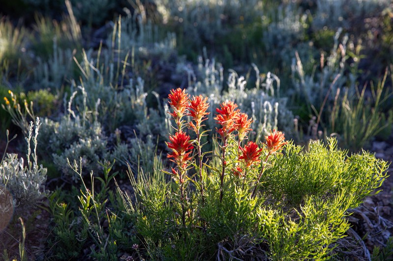 Mt. Hamilton Indian Paintbrush photo 5