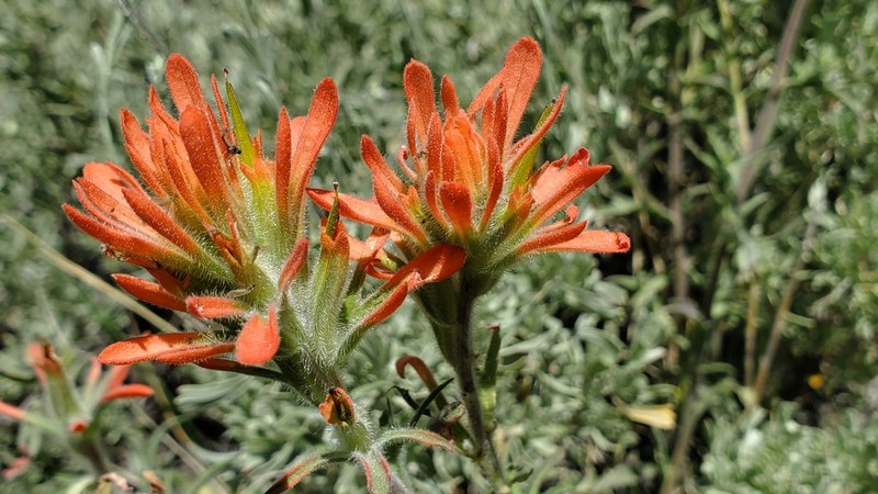 Mt. Hamilton Indian Paintbrush photo 6
