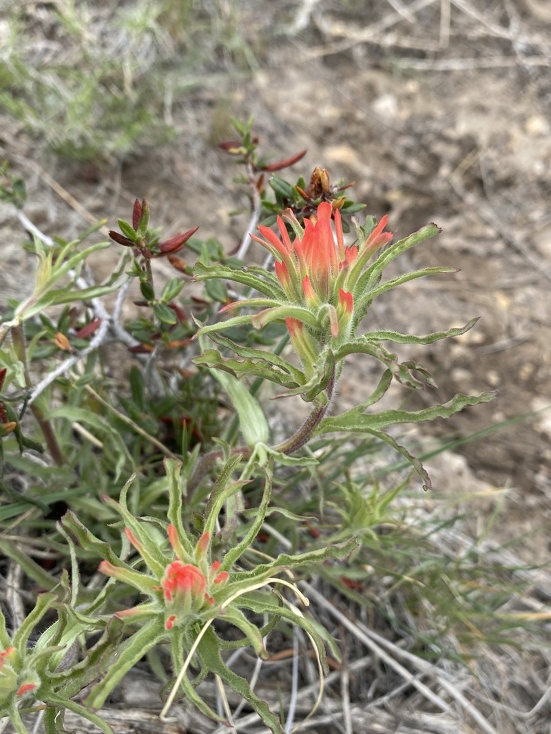 Mt. Hamilton Indian Paintbrush photo 7