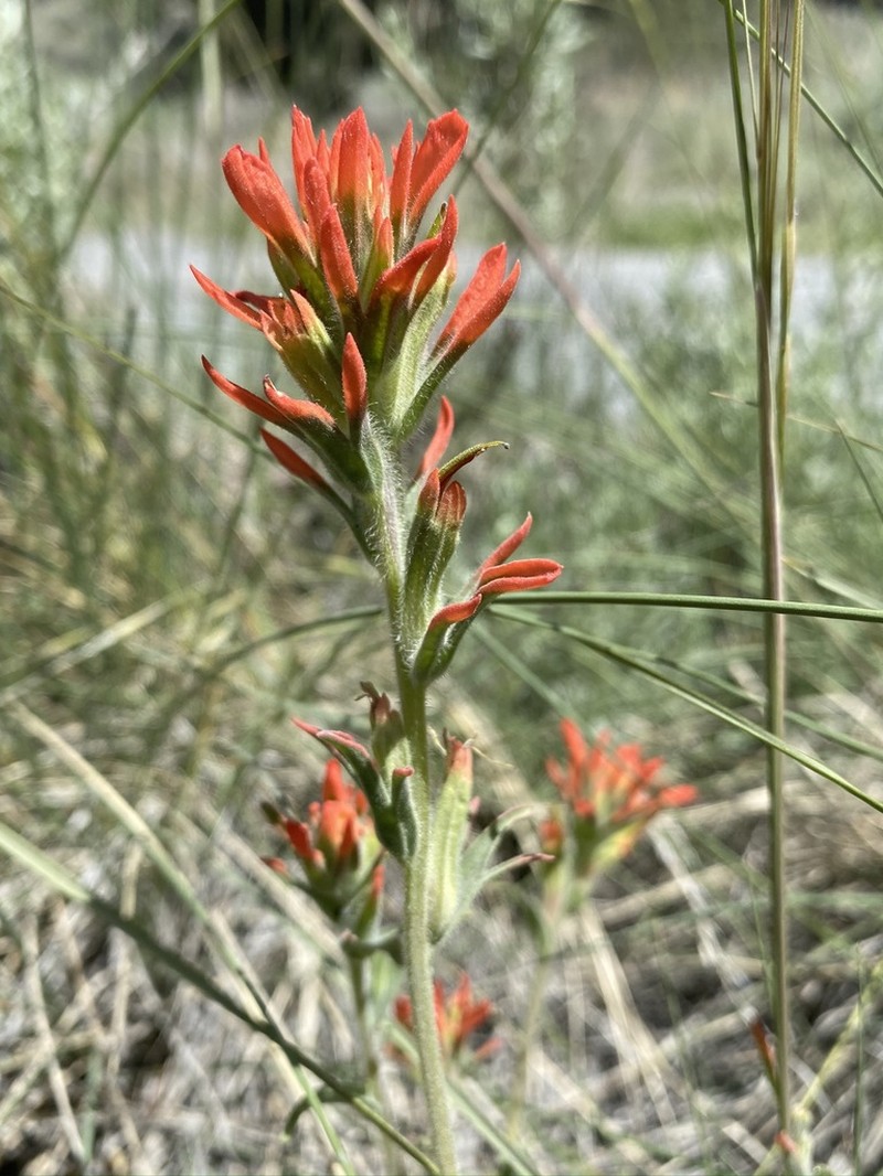 Mt. Hamilton Indian Paintbrush photo 8