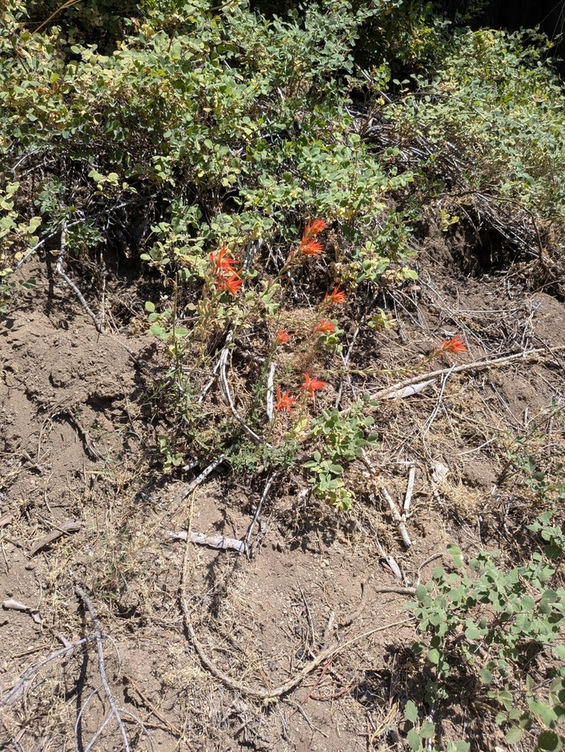 Castilleja disticha photo 2