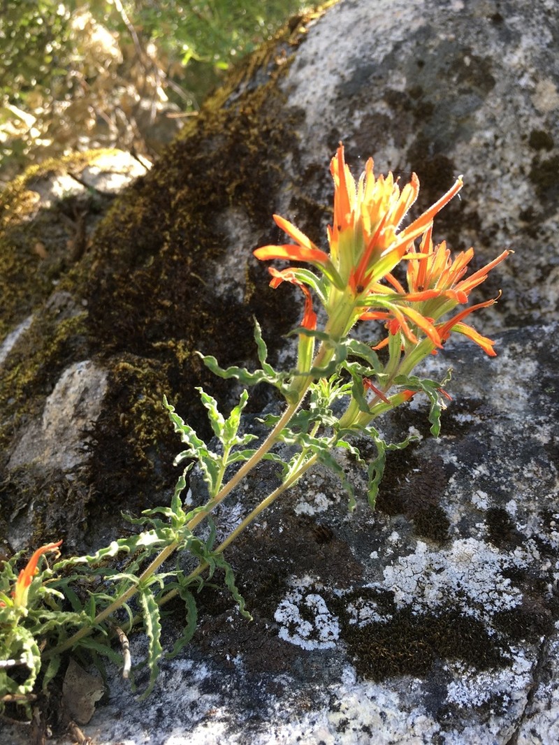 Castilleja disticha photo 3