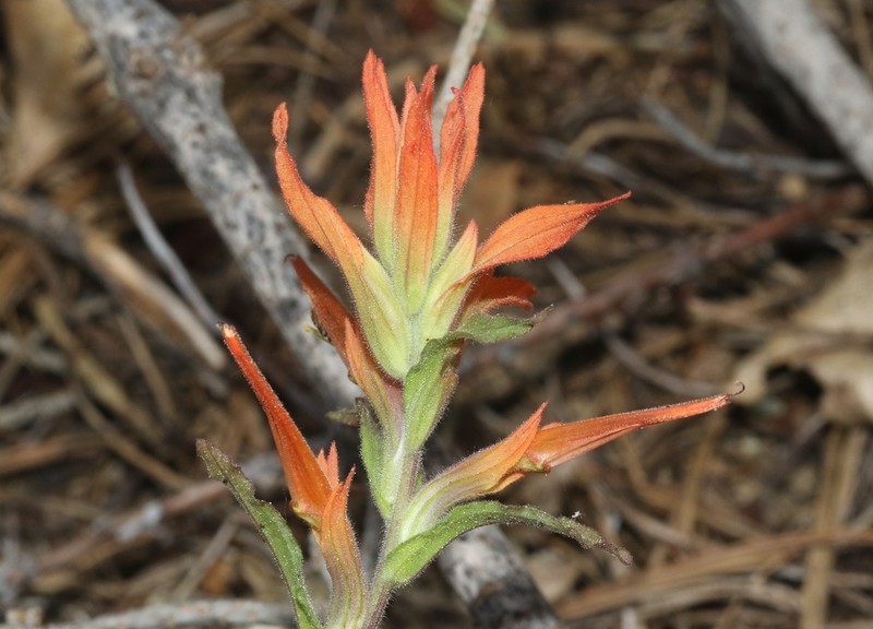 Castilleja disticha photo 4