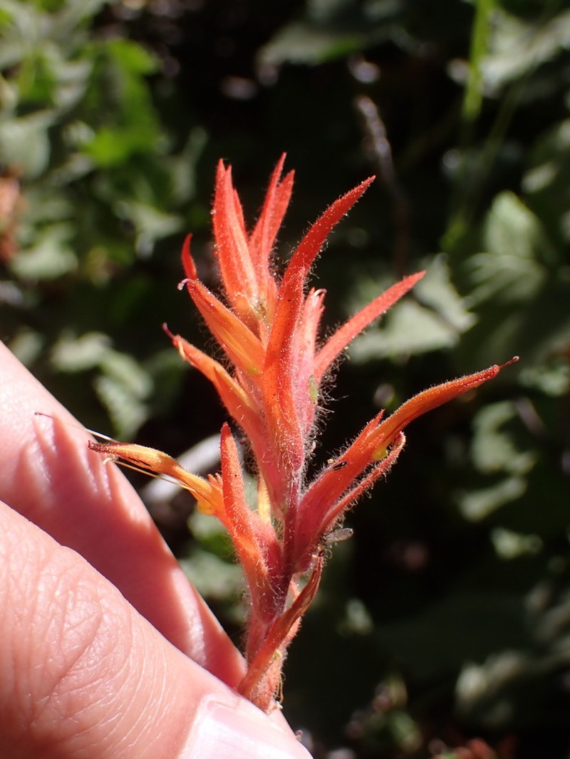 Castilleja disticha photo 5