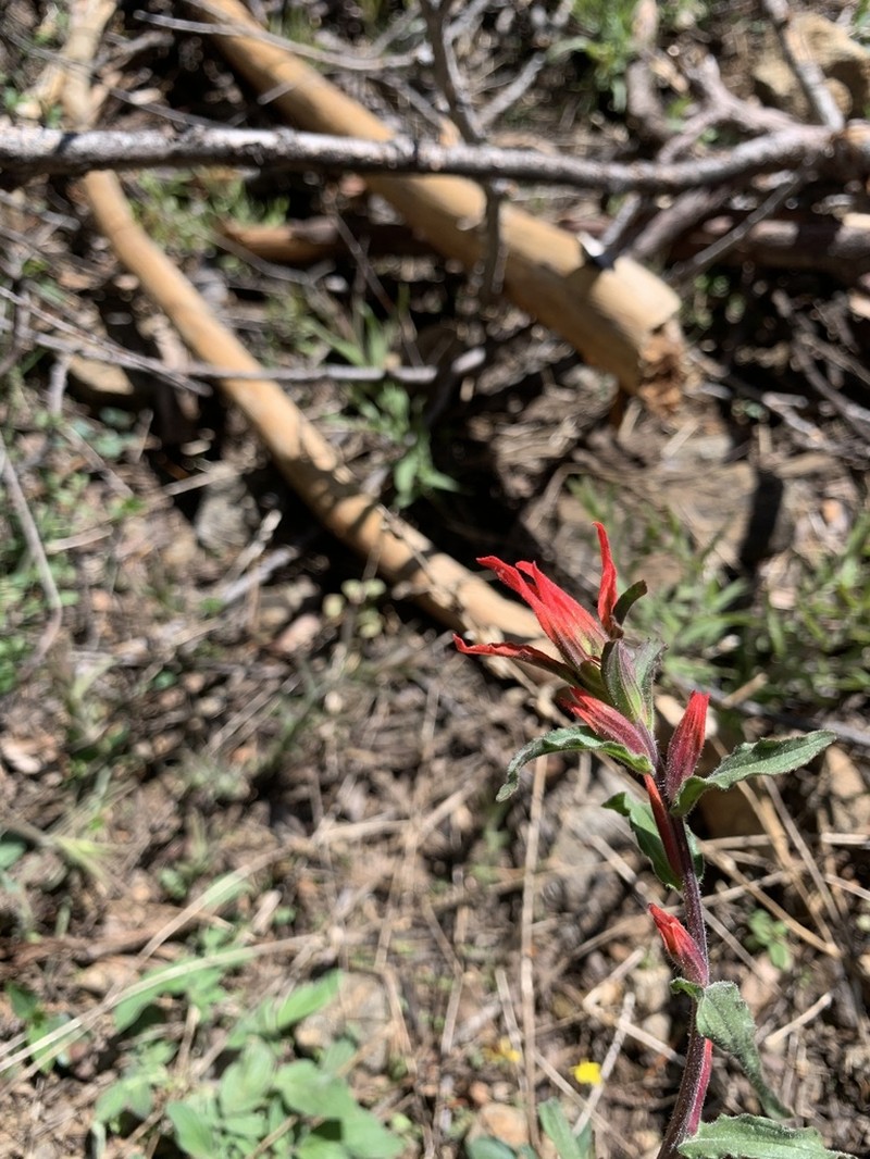 Castilleja disticha photo 6