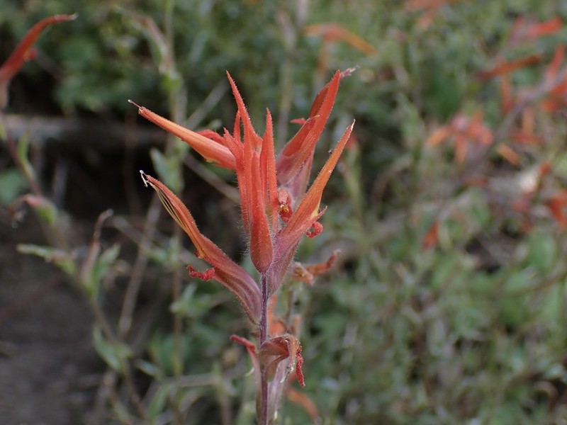 Castilleja disticha photo 7