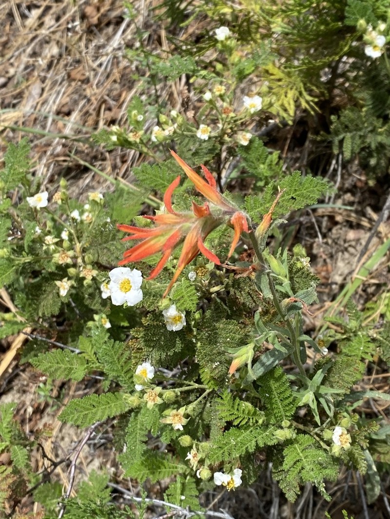 Castilleja disticha photo 8