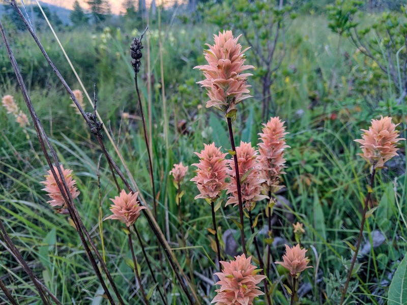 Castilleja elata