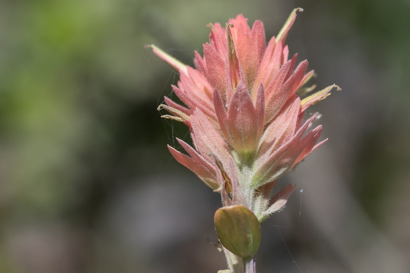 Castilleja elata photo 2