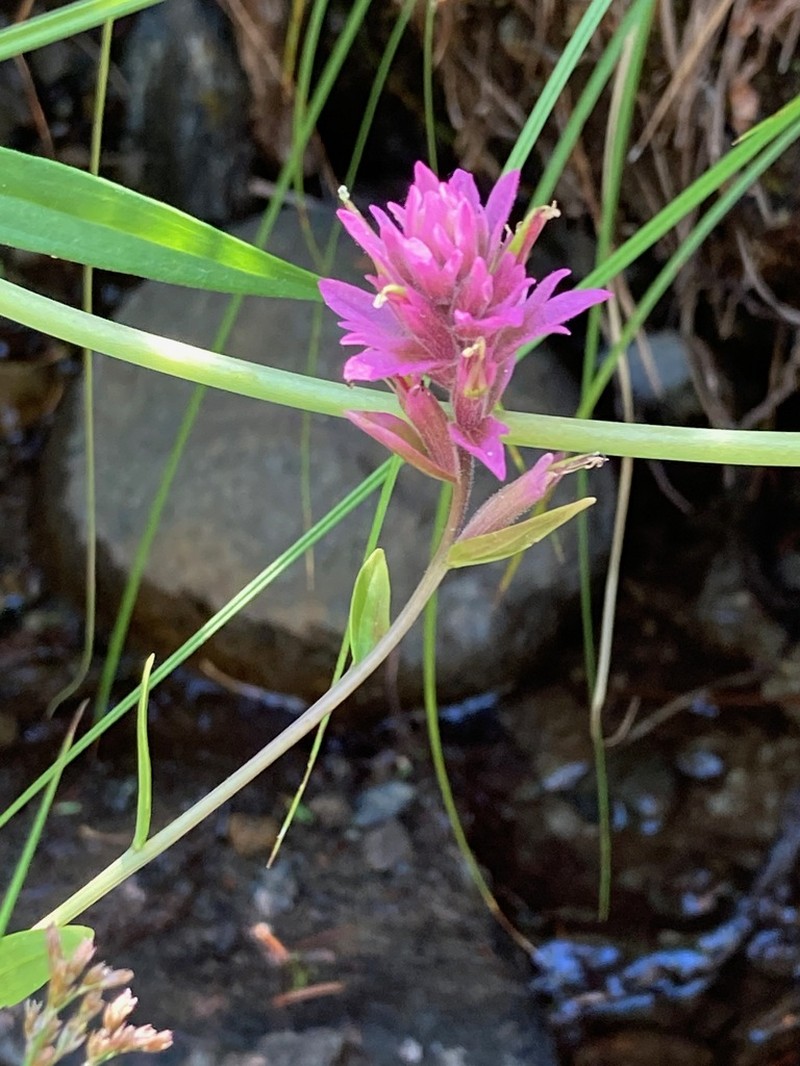Castilleja elata photo 3