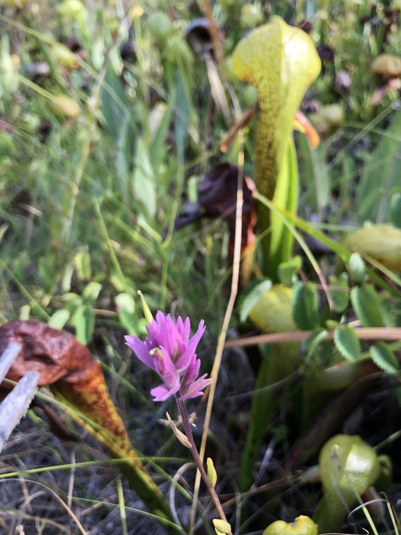 Castilleja elata photo 4
