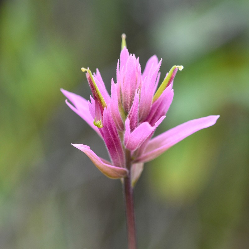 Castilleja elata photo 5
