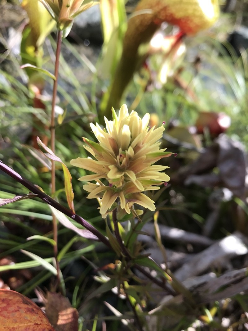 Castilleja elata photo 6