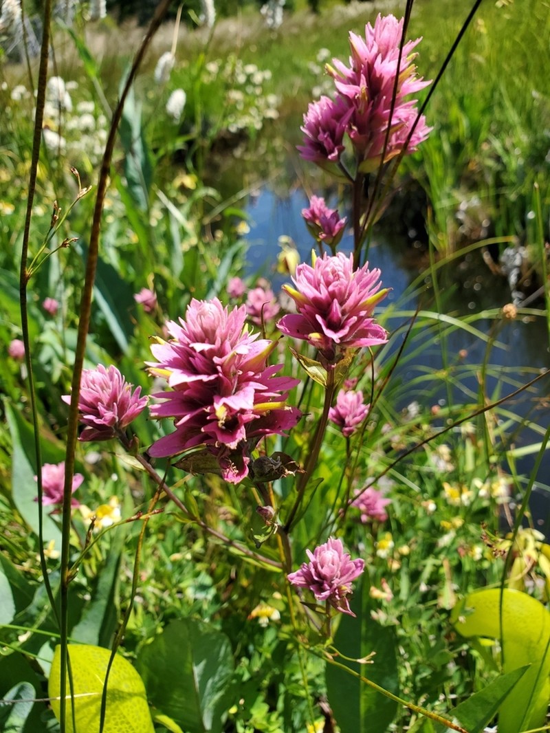 Castilleja elata photo 7