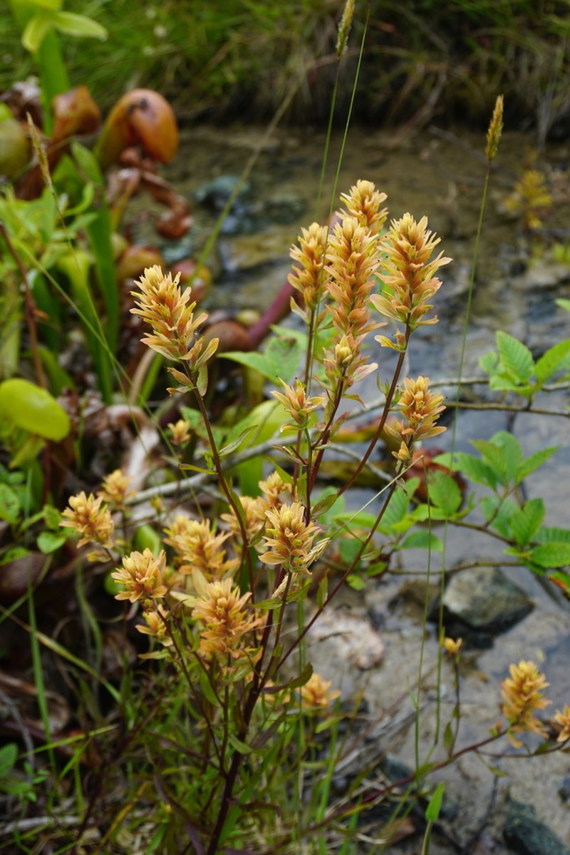 Castilleja elata photo 8