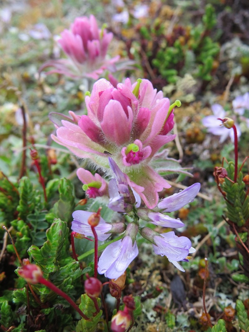 Elegant Indian Paintbrush