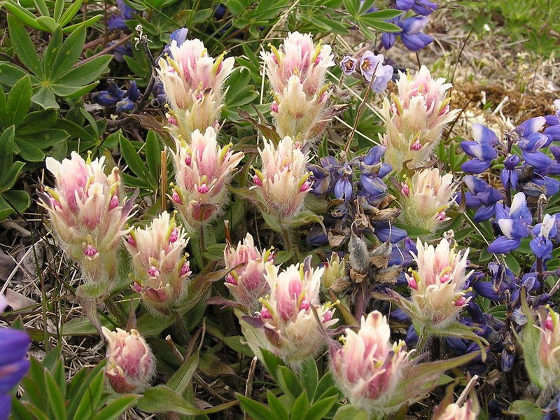 Elegant Indian Paintbrush photo 2