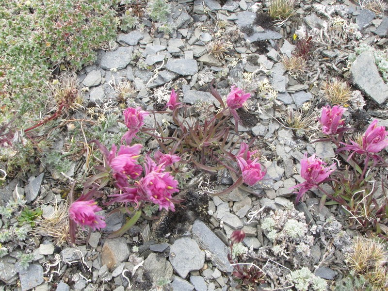 Elegant Indian Paintbrush photo 3