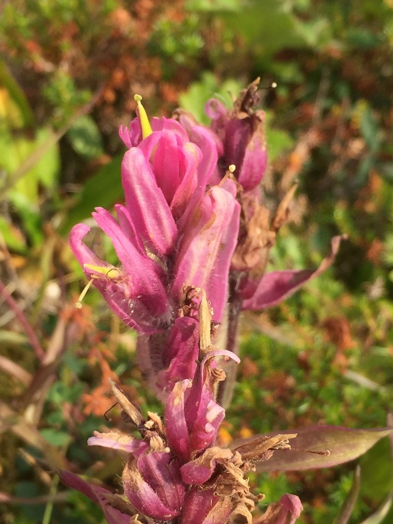 Elegant Indian Paintbrush photo 4