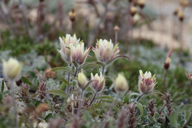 Elegant Indian Paintbrush photo 5