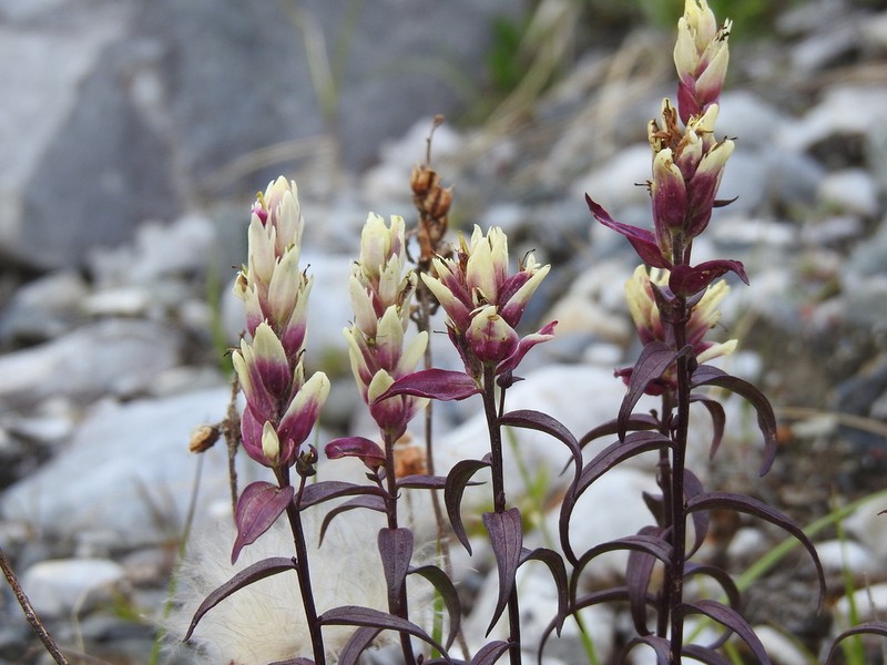 Elegant Indian Paintbrush photo 6