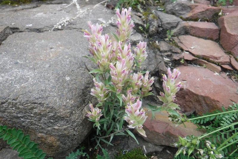 Elegant Indian Paintbrush photo 7