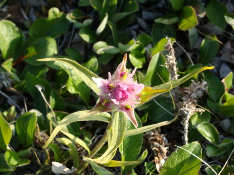 Elegant Indian Paintbrush photo 8
