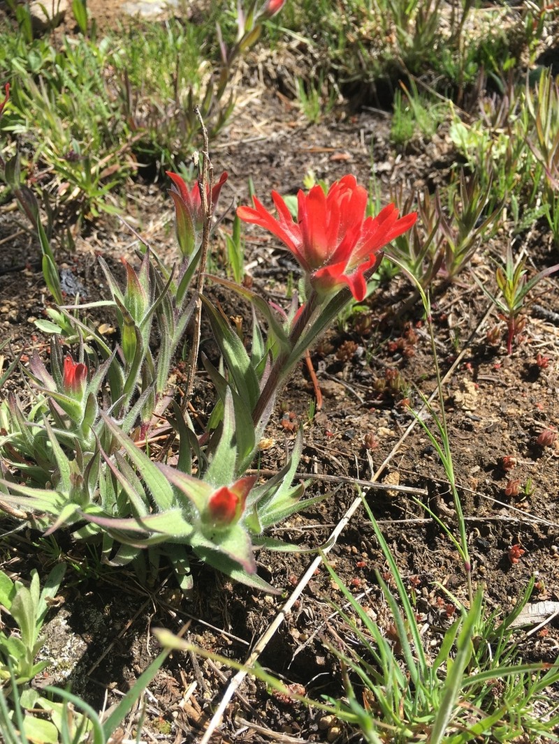 Wenatchee Indian Paintbrush