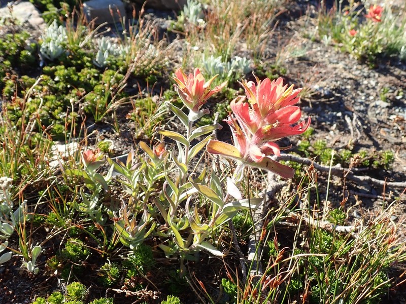Wenatchee Indian Paintbrush photo 2