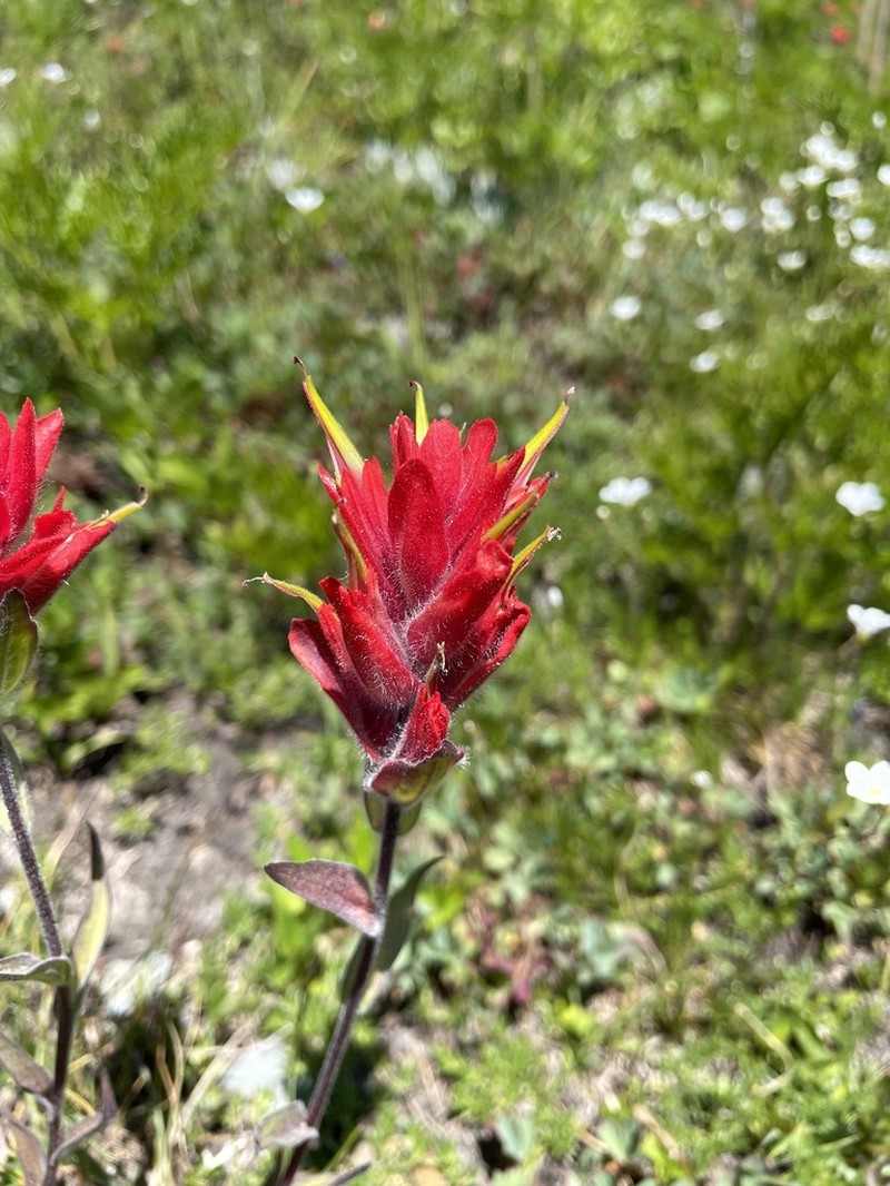 Wenatchee Indian Paintbrush photo 3