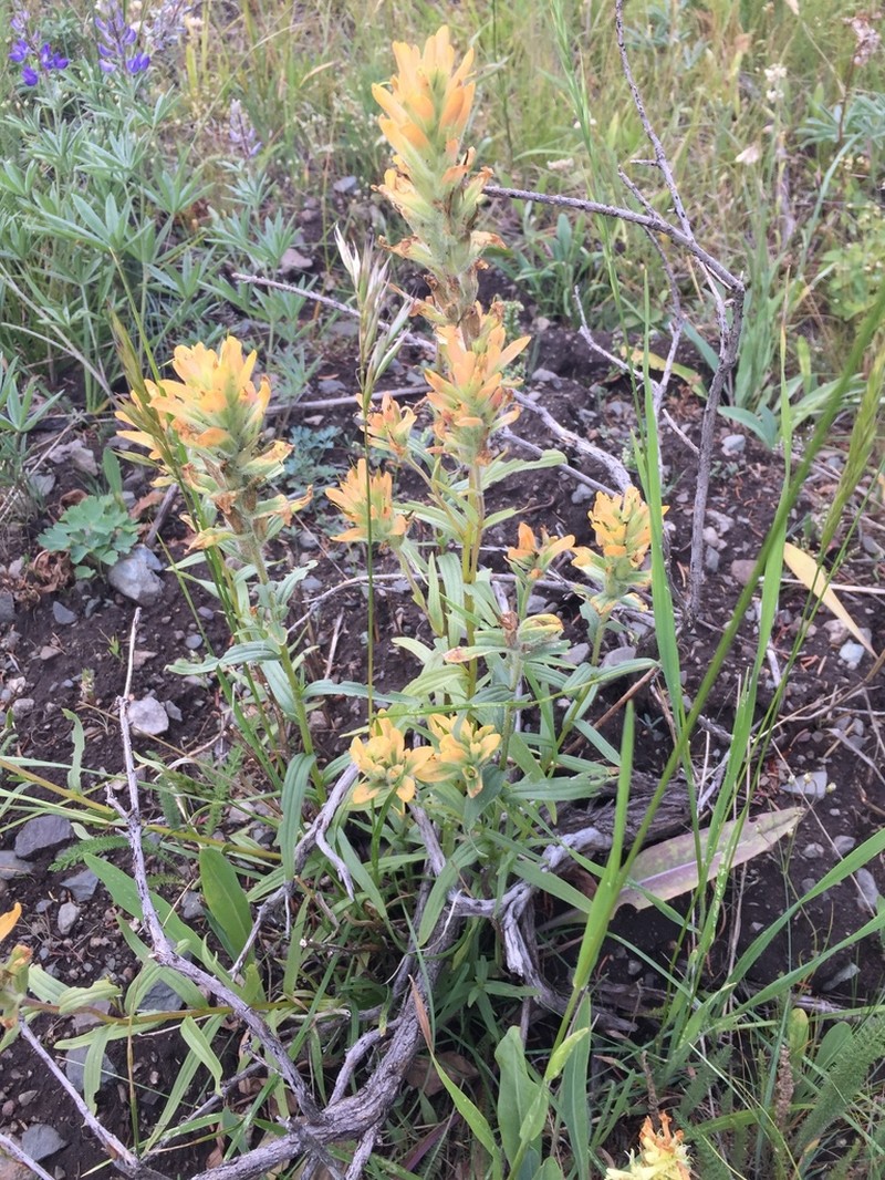 Wenatchee Indian Paintbrush photo 4