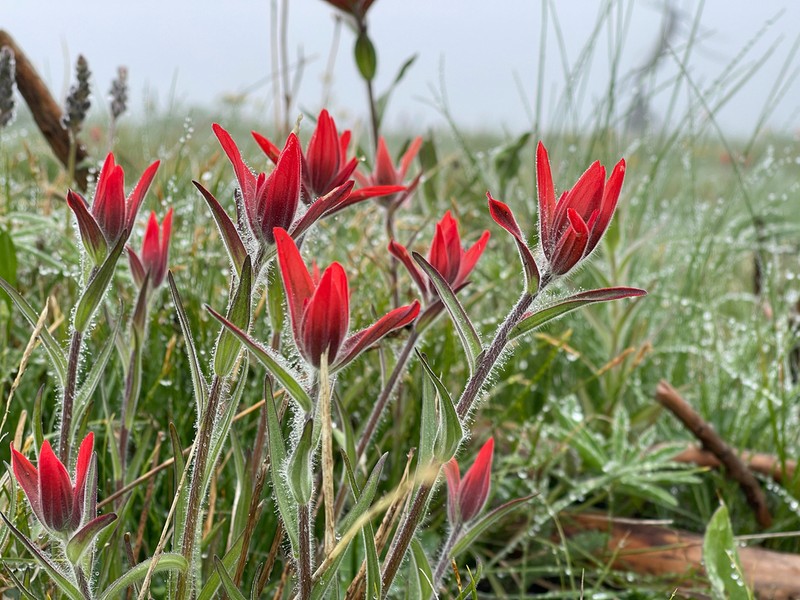 Wenatchee Indian Paintbrush photo 5